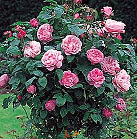Características del cultivo de una especie de rosas "Mary Rose"