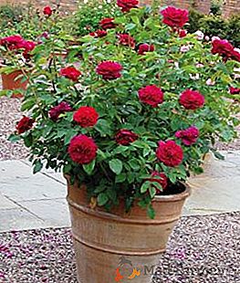Características de las rosas de plantación y cuidado William Shakespeare (con foto)