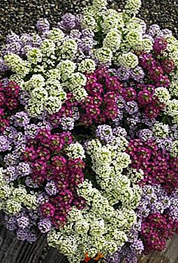 Kvety alissum (lobularia): najlepšie odrody