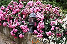 Róże z przykrywkami dla ogrodu: opis odmian