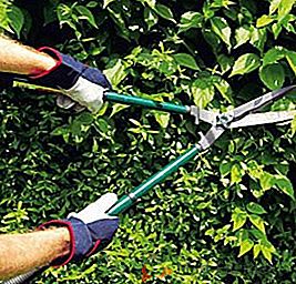 Kako odabrati vrtne škare za rezanje grmlja, savjeta i trikova