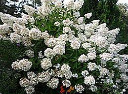 Panicula de Hortensia: plantación, cuidado, cultivo