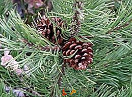 Lista de variedades comunes de pino de montaña con una foto