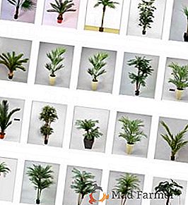 Lista de palmieri cu fotografie și descriere