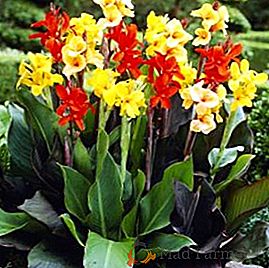 Lista de variedades de flores de canna com foto e descrição