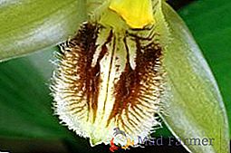 Orchidée celogon: plantation, soin, reproduction