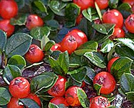 Засаждане и грижи за Cotoneaster многоцветни, растящи взискателни храсти