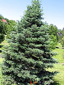 Piantare e prendersi cura di abete, come far crescere un albero di Capodanno