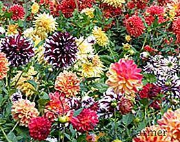 Règles et calendrier de plantation des dahlias au printemps