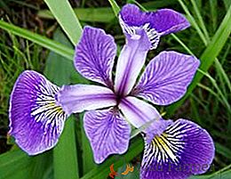 Les secrets de la plantation et de prendre soin des iris