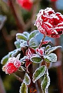 Elegir un material de cobertura y formas de cubrir rosas para el invierno