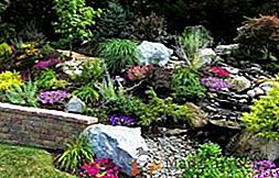 Las mejores flores para toboganes alpinos