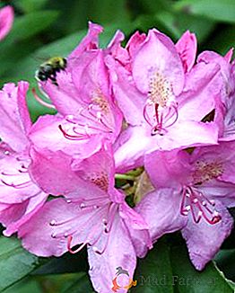 Hlavné choroby rododendrónov a ich liečba