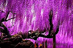 Główne typy wisterii (wisteria), opis i zdjęcie