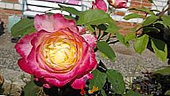 Las reglas de plantación y cuidado de rosas Double Delight