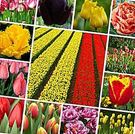 Variétés de tulipes, de groupes et de classes de couleurs