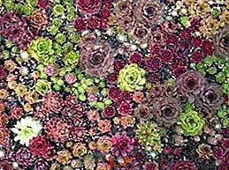 Odrůdy mladých: různé kamenné růže pro dekor dacha
