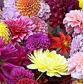 Qu'est-ce que les dahlias: une classification avec des exemples de variétés populaires