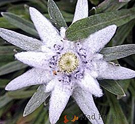 Ce fel de edelweiss sunt potrivite pentru florarii