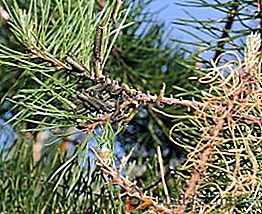 Какво да направите, ако се намерят гъсеници на бор: методи за борба с вредителя на иглолистни дървета
