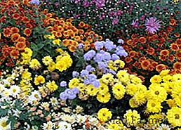 Ce să planteze în toamnă într-o grădină de flori: alegem flori de toamnă