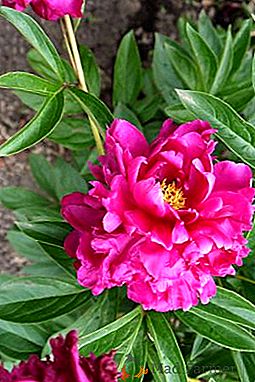 Quando è meglio trapiantare le peonie: in primavera, in estate o in autunno?