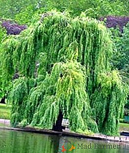 Willow Tree: descriere, cultivare, îngrijire