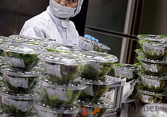 La primera granja interior de Panasonic puede cultivar más de 80 toneladas de vegetación por año