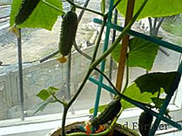 Come far crescere i cetrioli su un davanzale in inverno