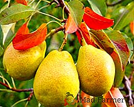 Regras gerais e recomendações para o plantio de peras na primavera
