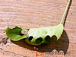 Comment se débarrasser d'un rouleau de feuilles sur les poires