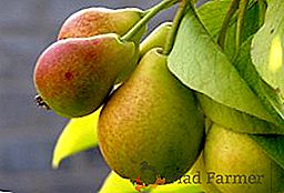 Come piantare una pera in primavera: istruzioni passo passo