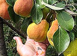 Pear Baby: una descripción de la variedad, plantación y cuidado