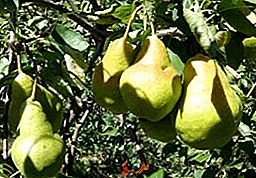 Pear "Miere": caracteristică, cultivare agricolă