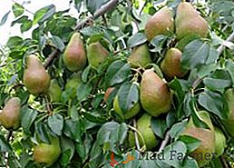 Pear "Perun": caracteristică, secrete ale cultivării cu succes