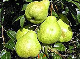 Il miglior consiglio e raccomandazioni per coltivare una pera di varietà Augustow