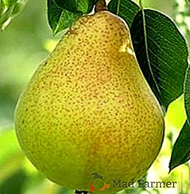 Variedad de pera "Fiel": características, ventajas y desventajas
