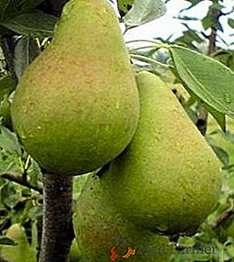 Variedad de peras "Noyabrskaya": características, secretos del cultivo exitoso