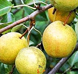 Variedad de peras "Rogneda": descripción, características de la plantación y cuidado