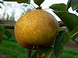 Pear Bergamot