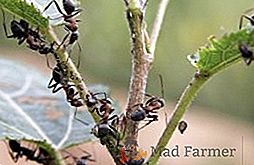 Мрави у стакленику: опис штеточина и како их се отарасити