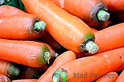 Efektivní metody pro kontrolu mrkvové mouchy na lůžku