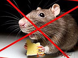 Osobitosti korištenja rodenticida za uništavanje štakora, miševa i drugih glodavaca