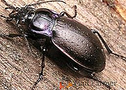 Beetle in the garden: opis owada, co należy zrobić, gdy zostanie znaleziony żuk