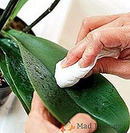 Како се носити са штеточинама орхидеја