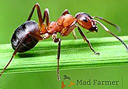 Come sbarazzarsi di formiche nel giardino e i rimedi popolari giardino