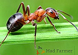 Come sbarazzarsi di formiche, istruzioni per il controllo del parassita con l'aiuto di ammoniaca