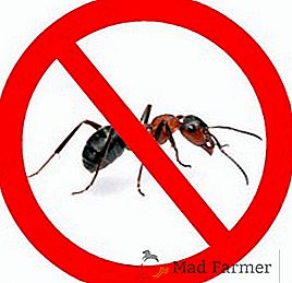 Cum să scapi de furnici de pe site