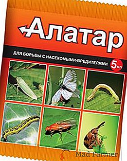 Come usare il farmaco "Alatar" nel giardino e nel giardino: istruzioni per l'uso di insetticida