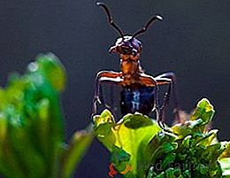 Istruzioni per l'uso di formiche contro le formiche - "Muravin" 10 g